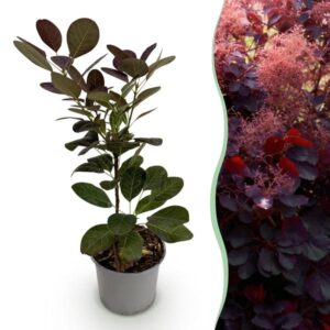 Green boutiQ - Tuinplant - Cotinus coggyria Royal Purple - Paars - 1 Plant - Bladverliezend - Weinig Onderhoud - Pot 12cm Hoogte 35cm