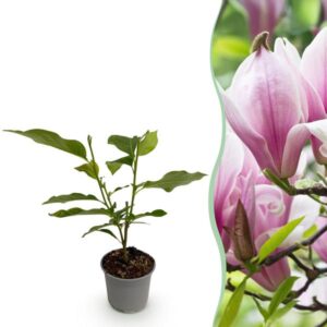 Green boutiQ - Tuinplant - Magnolia George Henry Kern - Bloem Roze - 1 Plant - Bladverliezend - Weinig Onderhoud - Pot 12cm Hoogte 30cm