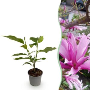 Green boutiQ - Tuinplant - Magnolia Susan - Bloem Paars - 1 Plant - Bladverliezend - Weinig Onderhoud - Pot 12cm Hoogte 30cm