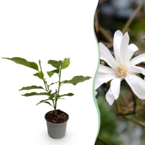 Green boutiQ - Tuinplant - Magnolia stellata - Bloem Wit - 1 Plant - Bladverliezend - Weinig Onderhoud - Pot 12cm Hoogte 30cm
