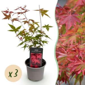 Green boutiQ - Tuinplant - Acer palmatum Beni-maiko - Rood - 3 Planten - Bladverliezend - Weinig Onderhoud - Pot 12cm Hoogte 35cm