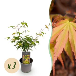 Green boutiQ - Tuinplant - Acer palmatum Katsura - Oranje - 3 Planten - Bladverliezend - Weinig Onderhoud - Pot 12cm Hoogte 35cm