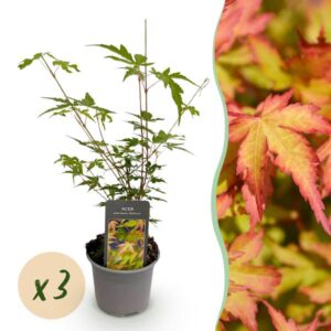 Green boutiQ - Tuinplant - Acer palmatum Sangokaku - Groen - 3 Planten - Bladverliezend - Weing Onderhoud - Pot 12cm Hoogte 35cm
