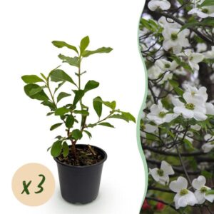 Green boutiQ - Tuinplant - Cornus Florida - Bloem Wit-Roze - 3 Planten - Bladverliezend - Weinig Onderhoud - Pot 12cm Hoogte 35cm