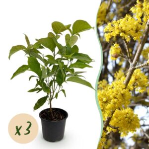 Green boutiQ - Tuinplant - Cornus mas - Bloem Geel - 3 Planten - Bladverliezend - Weinig Onderhoud - Pot 12cm Hoogte 35cm