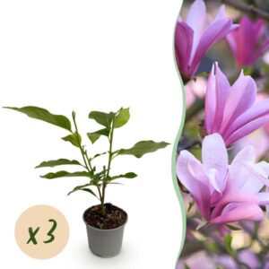 Green boutiQ - Tuinplant - Magnolia Betty - Bloem Wit - 3 Planten - Bladverliezend - Weinig Onderhoud - Pot 12cm Hoogte 30cm
