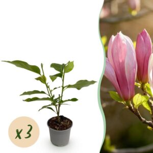Green boutiQ - Tuinplant - Magnolia Ricki - Bloem Rood - 3 Planten - Bladverliezend - Weinig Onderhoud - Pot 12cm Hoogte 30cm