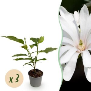 Green boutiQ - Tuinplant - Magnolia stellata Royal Star - Bloem Wit - 3 Planten - Bladverliezend - Weinig Onderhoud - Pot 12cm Hoogte 30cm