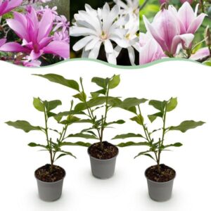 Green boutiQ - Tuinplant - Magnolia Tricolour - Bloem Wit-Roze-Paars - 3 Planten - Bladverliezend - Weinig Onderhoud - Pot 12cm Hoogte 30cm