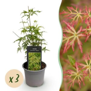 Green boutiQ - Tuinplant - Acer palmatum Seiryu - Groen 3 Planten - Bladverliezend - Weinig Onderhoud - Pot 12cm Hoogte 35cm