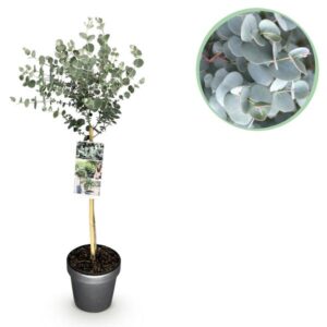 Green boutiQ - Plant op Stam- Eucalyptus gunni Azure - Terras Plant - Bladhoudend - Winterhard- Grijs Blad - Pot 19cm Hoogte 90cm