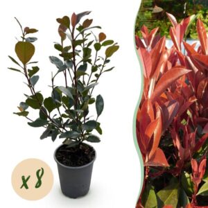 Green boutiQ - 8x Photinia fraseri Little Red Robin - Glansmispel - Haagplanten - Groenblijvend - Rood - Pot 9cm - Hoogte 25-35cm