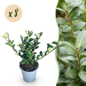 Green boutiQ - Haagplanten - Ilex crenata Caroline Upright - Blad Groen - 8 Planten - 1 Strekkende Meter - Groenblijvend - Pot 9cm Hoogte 25-30cm