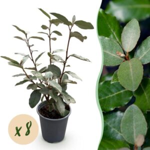 Green boutiQ - 8x Elaegnus ebbingei Compacta - Olijfwilg - Haagplanten - Groenblijvend - Grijs - Pot 9cm - Hoogte 25-35cm