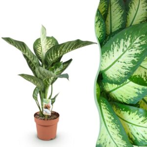 Green BoutiQ - Green is... Kamerplanten - Diefenbachia Tropic Snow - Dieffenbachia - Weinig onderhoud - Groen - 1 Plant - Pot 21cm - Hoogte 90-100cm