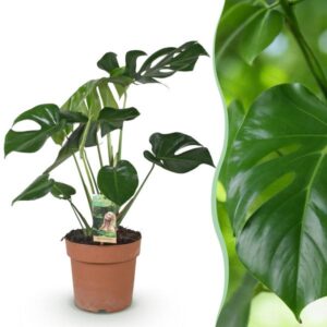 Green BoutiQ - Green is... Kamerplanten - Monstera Deliciosa - Gatenplant - Weinig onderhoud - Groen - 1 Plant - Pot 21cm - Hoogte 70-80cm