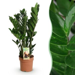 Green is... Kamerplanten - Zamioculcas - ZZ-plant - Weinig onderhoud - Groen - 1 Plant - Pot 17cm - Hoogte 65-75cm