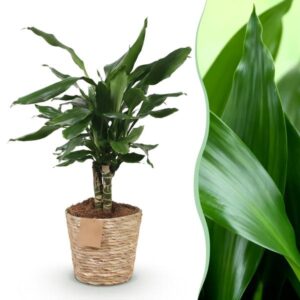 Green BoutiQ - Green is... Kamerplanten - Dracaena fragrans Steudneri - Drakenbloedboom - Weinig onderhoud - met mand - Groen - 1 Plant - Pot 17cm - Hoogte 50-55cm