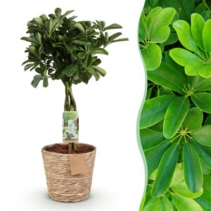 Green is... Kamerplanten - Schefflera Nora - Vingerboom - Weinig onderhoud - met mand - Groen - 1 Plant - Pot 21cm - Hoogte 70-82cm
