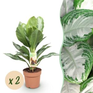 Green is... Kamerplanten - Aglaonema Silver Bay - Zilverblad - Weinig onderhoud - Groen - 2 Planten - Pot 17cm - Hoogte 70-75cm