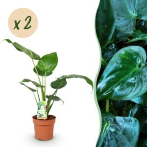 Green BoutiQ - Green is... Kamerplanten - Alocasia Cucullata - Boeddha,s hand - Weinig onderhoud - Groen - 2 Planten - Pot 17cm - Hoogte 60-65cm