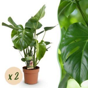 Green BoutiQ - Green is... Kamerplanten - Monstera Deliciosa - Gatenplant - Weinig onderhoud - Groen - 2 Planten - Pot 17cm - Hoogte 50-55cm