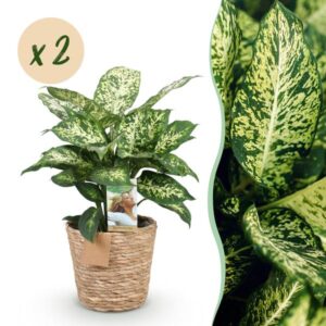 Green BoutiQ - Green is... Kamerplanten - Diefenbachia Compacta - Dieffenbachia - Weinig onderhoud - met mand - Groen - 2 Planten - Pot 17cm - Hoogte 45-50cm