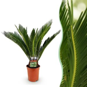 Green boutiQ - Kamerplant - Cycas revoluta - Palmvaren - Weinig onderhoud - Groen - 1 - Pot 17cm - Hoogte 55-65cm