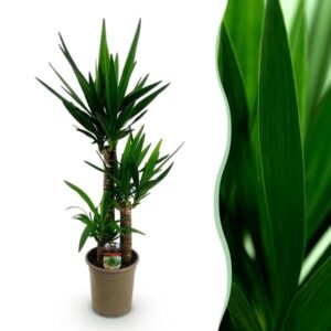 Green boutiQ - Kamerplant - Yucca elephantipes - Yucca - Weinig onderhoud - Groen - 1 - Pot 21cm - Hoogte 100cm