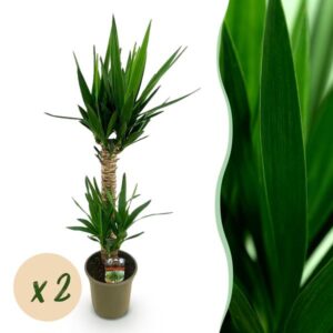 Green boutiQ - Kamerplant - Yucca elephantipes - Yucca - Weinig onderhoud - Groen - 2 - Pot 19cm - Hoogte 95cm