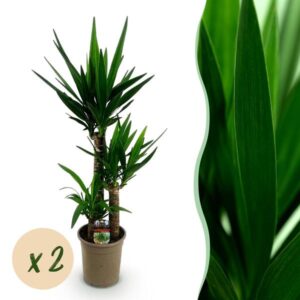 Green boutiQ - Kamerplant - Yucca elephantipes - Yucca - Weinig onderhoud - Groen - 2 - Pot 21cm - Hoogte 100cm