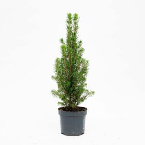 Mini-Kerstboom - Chamaecyparis - 25-30 cm