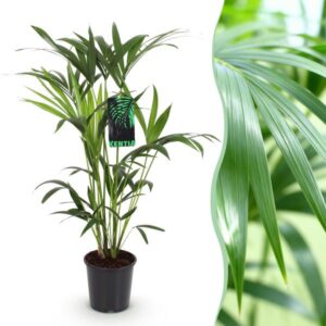 Green boutiQ - Kamerplant - Howea Forsteriana - Kentia Palm - Weinig Onderhoud - Groen - 1 plant - Pot 19cm - Hoogte 80-85cm