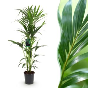 Green boutiQ - Kamerplant - Howea Forsteriana - Kentia Palm - Weinig Onderhoud - Groen - 1 plant - Pot 24cm - Hoogte 140-150cm