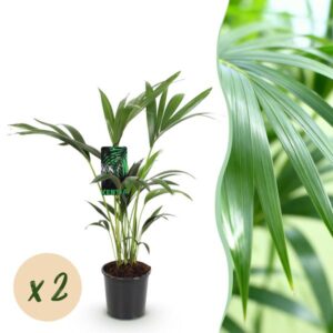 Green boutiQ - Kamerplant - Howea Forsteriana - Kentia Palm - Weinig Onderhoud - Groen - 2 planten - Pot 17cm - Hoogte 70-75cm