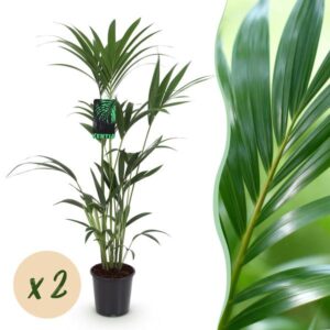 Green boutiQ - Kamerplant - Howea Forsteriana - Kentia Palm - Weinig Onderhoud - Groen - 2 planten - Pot 21cm - Hoogte 120-130cm