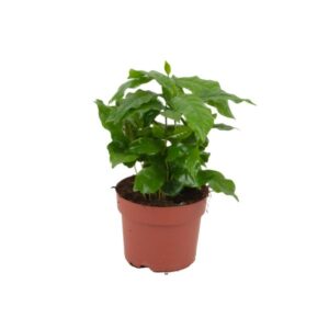 Coffea Arabica - Ø 12 cm - Hoogte: 20 - 25 cm