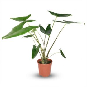 Alocasia Zebrina - Ø 21 cm - Hoogte: 70 - 75 cm