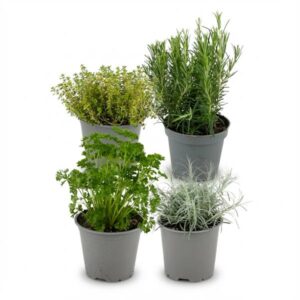 Italiaanse Kruidenmix - 4 Stuks - Ø 12 cm - Hoogte: 12-15 cm