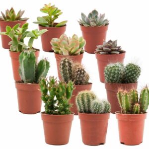 Mix van Echte Cactussen en Vetplanten - 12 Stuks - Ø 5,5 cm - Hoogte: 5-10 cm