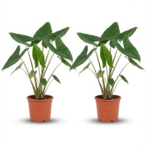 Alocasia Zebrina - 2 Stuks - Ø 21 cm - Hoogte: 70 - 75 cm