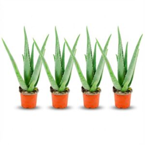 Aloë Vera - 4 Stuks - Ø 10,5 cm - Hoogte: 35 - 40cm