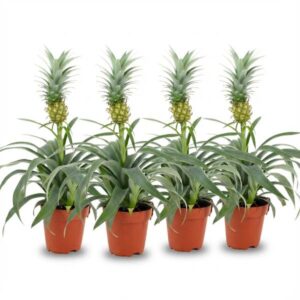 Ananasplant Mi Amigo - 4 Stuks - Ø 12 cm - Hoogte: 35 - 40 cm
