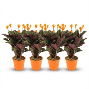 Calathea Crocata - 4 Stuks - Ø 14 cm - Hoogte: 40 - 45cm