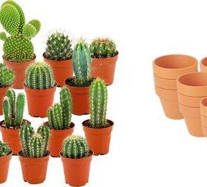 Mini Cactus Mix - 18 Stuks - Ø 8,1 cm - Hoogte: 5-10 cm - Terracotta Potten