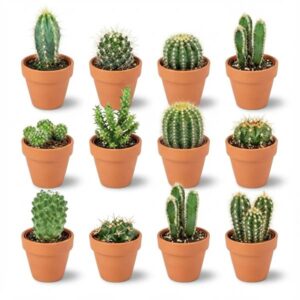 Mini Cactus Mix - 12 Stuks - Ø 8,1 cm - Hoogte: 5-10 cm - Terracotta Potten