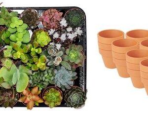 Mini Succulenten Mix - 30 Stuks - Ø 8,1 cm - Hoogte: 5-10 cm - Terracotta Potten