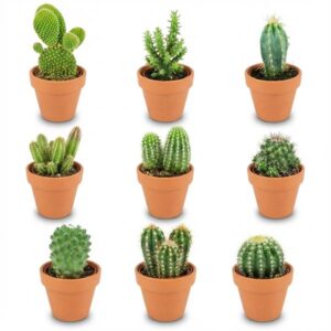 Mini Cactus Mix - 9 Stuks - Ø 8,1 cm - Hoogte: 5-10 cm - Terracotta Potten