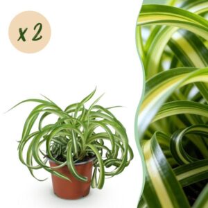 Green boutiQ - Kamerplant - Chlorophytum comosum Bonnie - Krullende Graslelie - Huisdiervriendelijk - Bont - 2 Planten - Pot 12cm - Hoogte 20-25cm