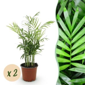 Green boutiQ - Kamerplant - Chamaedorea elegans - Goudpalm - Huisdiervriendelijk - Groen - 2 Planten - Pot 12cm - Hoogte 35-40cm